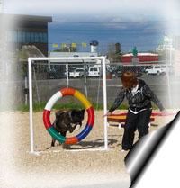 missy in agility training
