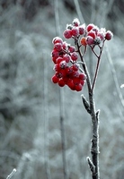 Frosted Mountain Ash Berries