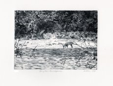 Young deer/Kaministiquia River
