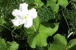 gourdflower_small.jpg (11505 bytes)