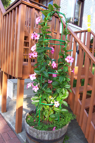 mandevilla.jpg (283415 bytes)