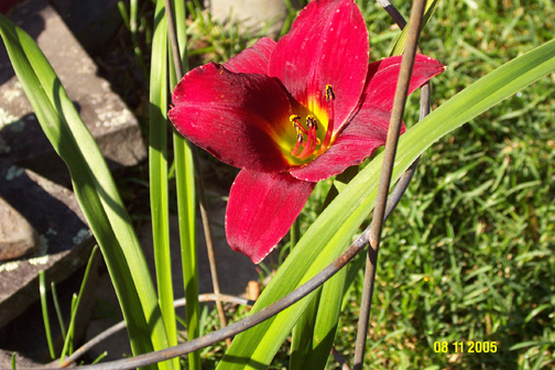 newlily.jpg (267662 bytes)