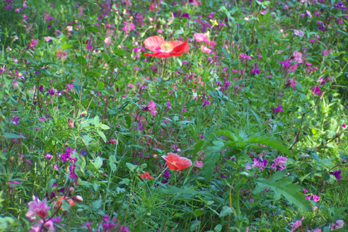 thewildlowergarden.jpg (329971 bytes)