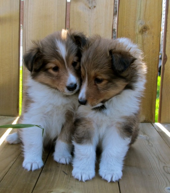 hopefuls