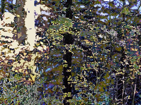 false colour forest 16