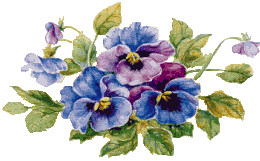 pansy 2.gif (13247 bytes)