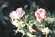 Wild Roses