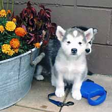 Breaker/Brooke pups Breaker/Brooke pups