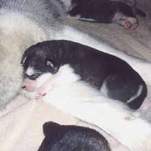 2006 puppies 2006 puppies