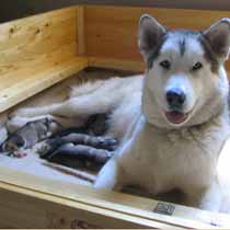 Jacob/Farrah puppies