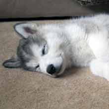 Sweet puppy dreams ... Ben