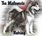 The Malamute NetRing