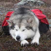 Tuisku, Backpacking 2009