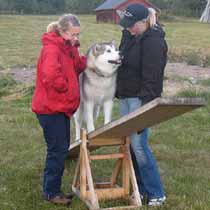 Tuisku on the teeter Tuisku on the teeter
